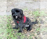 Small #1 Norfolk Terrier Mix