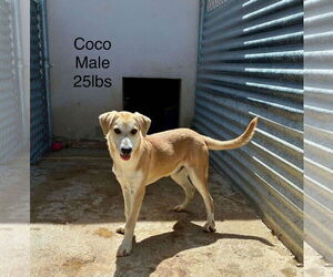 Chihuahua-Retriever  Mix Dogs for adoption in Virginia Beach, VA, USA