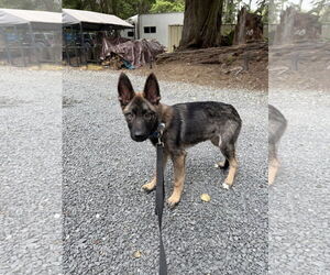 German Shepherd Dog Dogs for adoption in Seattle, WA, USA