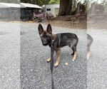 Small German Shepherd Dog