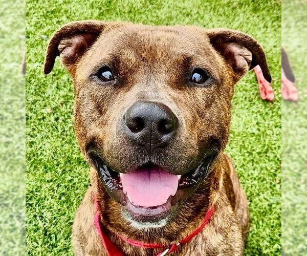 Medium Photo #20 Mutt Puppy For Sale in Canton, CT, USA