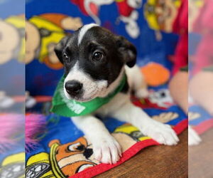 Mutt Dogs for adoption in Warrenton, VA, USA