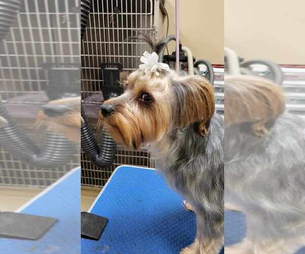 Medium Photo #1 Yorkshire Terrier Puppy For Sale in ALFORD, FL, USA