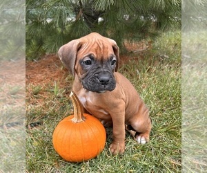 Boxer Puppy for sale in MIDDLEBURY, IN, USA