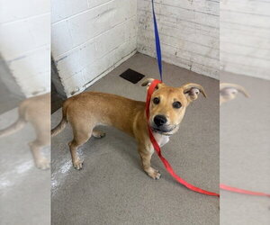 German Shepherd Dog-Unknown Mix Dogs for adoption in San Bernardino, CA, USA