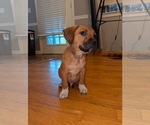 Small Photo #21 America Bandogge Mastiff Puppy For Sale in SNELLVILLE, GA, USA