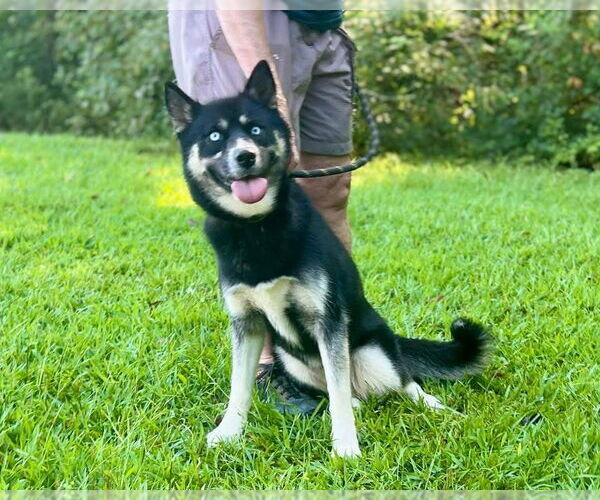 Medium Photo #4 Border Collie-Siberian Husky Mix Puppy For Sale in Cumming, GA, USA