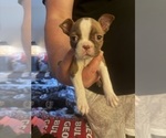 Puppy John Dutton Boston Terrier