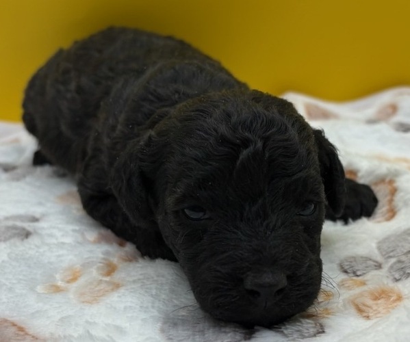Medium Photo #23 Poodle (Miniature) Puppy For Sale in BLUE MOUND, TX, USA