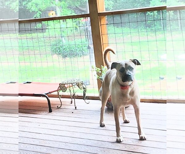 Medium Photo #13 Black Mouth Cur-Unknown Mix Puppy For Sale in Spring, TX, USA