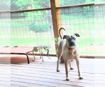 Small #12 Black Mouth Cur Mix