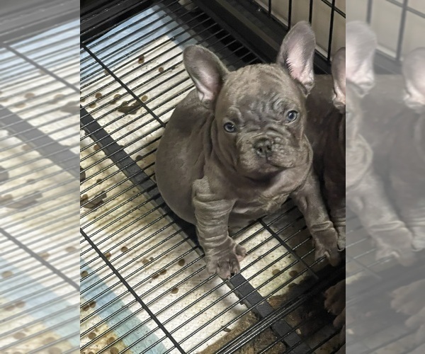 Medium Photo #1 French Bulldog Puppy For Sale in RIVERSIDE, CA, USA