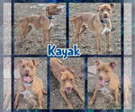 Small #2 American Pit Bull Terrier-Labrador Retriever Mix