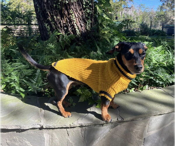 Medium Photo #2 Chiweenie Puppy For Sale in Tampa, FL, USA