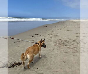 Grizzly - Female German Shepherd Dog-Unknown Mix Dog for Adoption - Photo #4