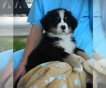 Puppy Dakota Bernese Mountain Dog