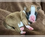 Small Photo #27 Boxer Puppy For Sale in PONTOTOC, MS, USA
