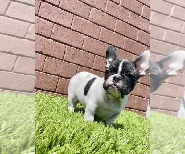 Medium Photo #5 French Bulldog Puppy For Sale in CARY, NC, USA