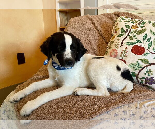 Medium Photo #3 English Springer Spaniel-Unknown Mix Puppy For Sale in Rockaway, NJ, USA
