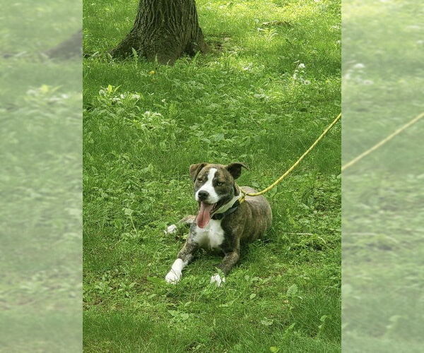Medium Photo #1 American Pit Bull Terrier-Labrador Retriever Mix Puppy For Sale in Ridgefield, CT, USA