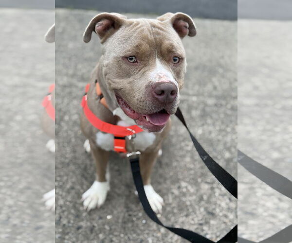 Medium Photo #3 American Pit Bull Terrier Puppy For Sale in Alexandria, VA, USA