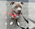 Small #2 American Pit Bull Terrier