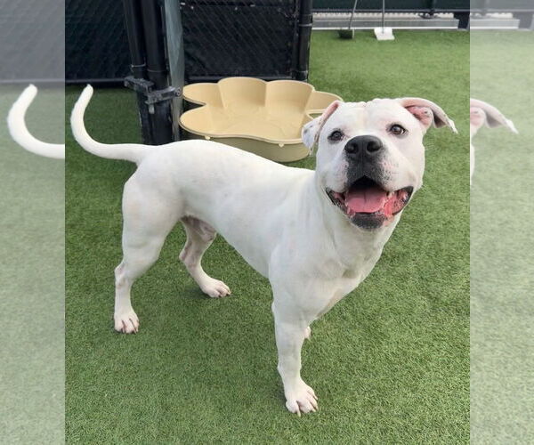 Medium Photo #2 Argentinian Mastiff Puppy For Sale in Goodyear, AZ, USA