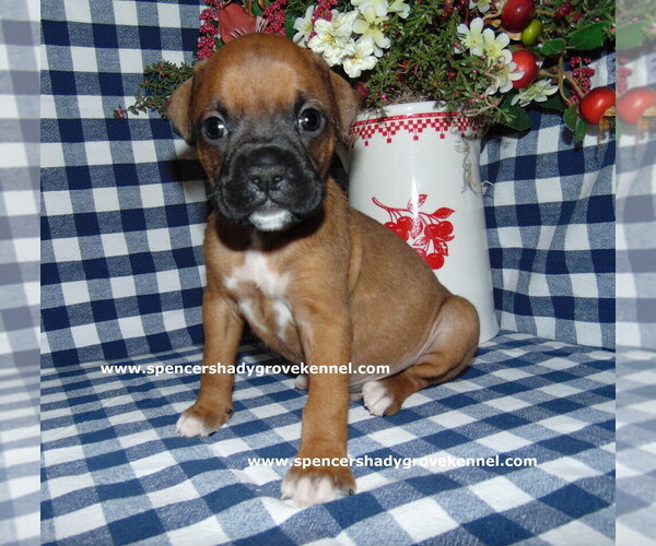 Medium Photo #5 Boxer Puppy For Sale in CABOOL, MO, USA