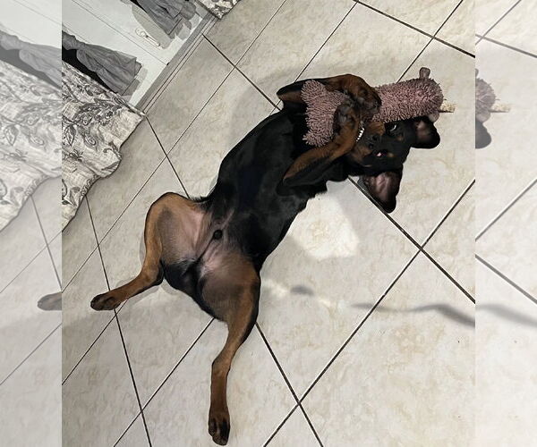 Medium Photo #3 Rottweiler Puppy For Sale in Miami, FL, USA