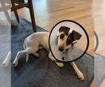 Small #2 Whippet Mix
