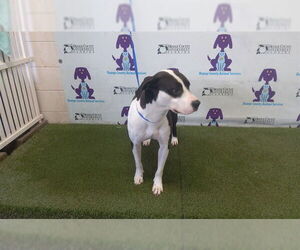 Mutt Dogs for adoption in Orlando, FL, USA