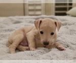 Image preview for Ad Listing. Nickname: Lui