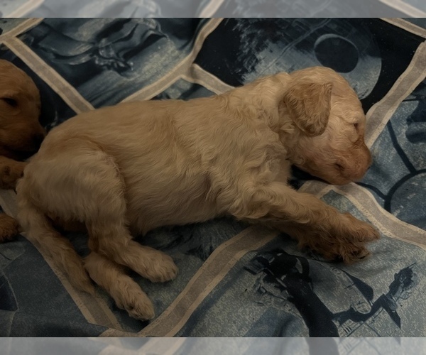Medium Photo #7 Goldendoodle Puppy For Sale in WEST LINN, OR, USA