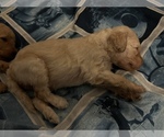Small Photo #7 Goldendoodle Puppy For Sale in WEST LINN, OR, USA