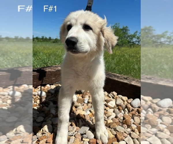 Medium Photo #1 Great Pyrenees Puppy For Sale in LOCKHART, TX, USA