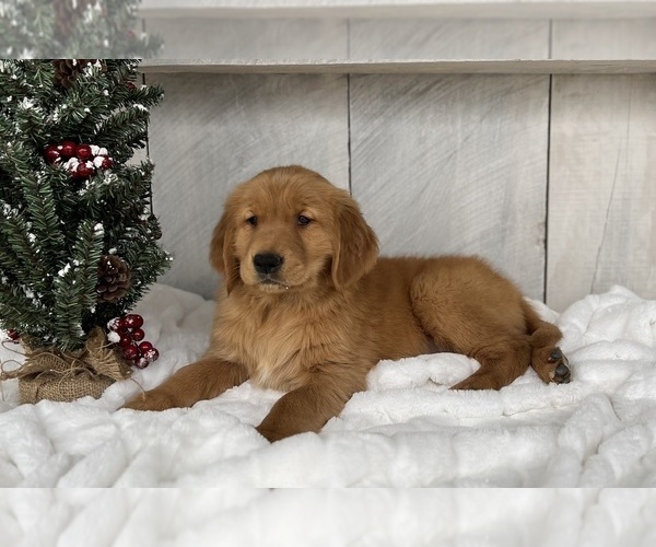 Medium Photo #4 Golden Retriever Puppy For Sale in FREDERICKSBURG, OH, USA