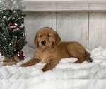 Small Photo #4 Golden Retriever Puppy For Sale in FREDERICKSBURG, OH, USA