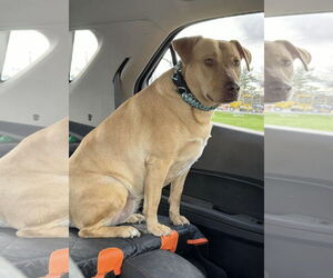 Chihuahua Dogs for adoption in Estherville, IA, USA