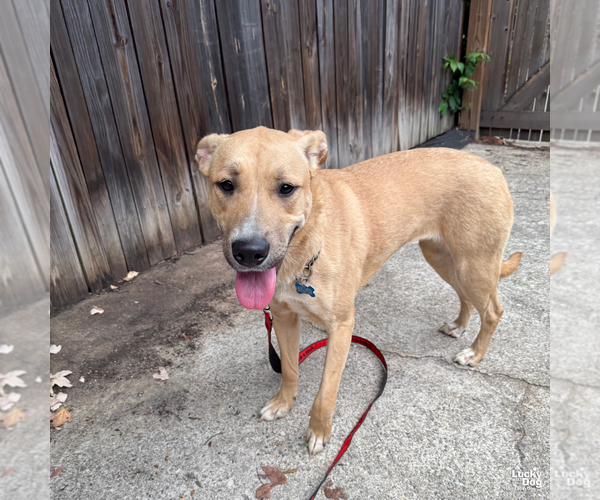 Medium Photo #5 Mutt Puppy For Sale in Washington, DC, USA