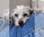 Small #2 Mutt