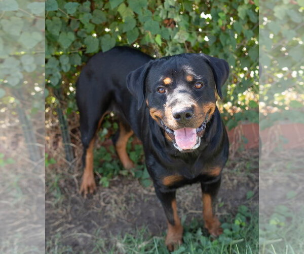 Medium Photo #2 Rottweiler Puppy For Sale in Hillsboro, NH, USA
