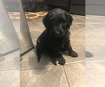 Puppy 2 Goldendoodle