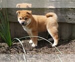 Small Photo #2 Shiba Inu Puppy For Sale in FREDERICKSBG, OH, USA