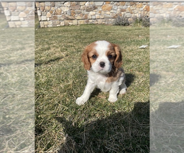 Medium Photo #1 Cavalier King Charles Spaniel Puppy For Sale in EPHRATA, PA, USA