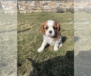 Cavalier King Charles Spaniel Puppy for sale in EPHRATA, PA, USA