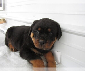Rottweiler Puppy for sale in CHICAGO, IL, USA