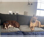 Small #7 American Pit Bull Terrier Mix