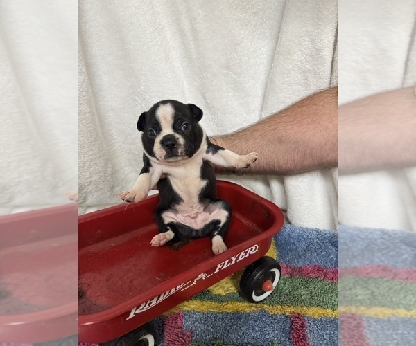 Medium Photo #6 Boston Terrier Puppy For Sale in FREDONIA, KS, USA