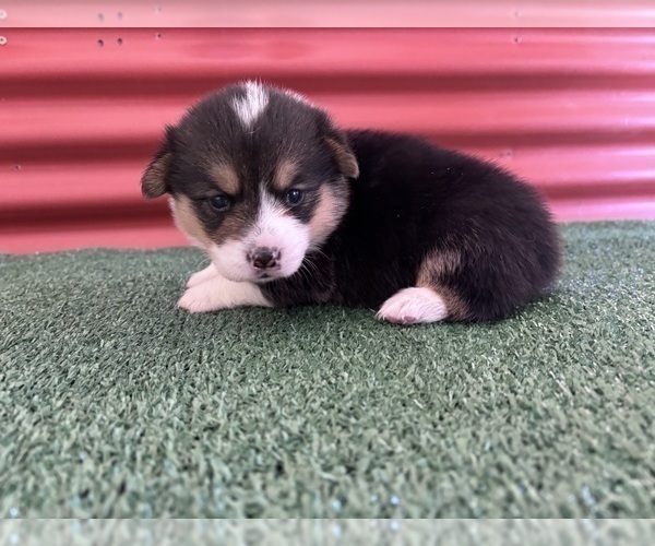 Medium Photo #30 Pembroke Welsh Corgi Puppy For Sale in CERES, CA, USA