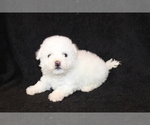 Small Photo #2 Bichon Frise Puppy For Sale in BLOOMINGTON, IN, USA